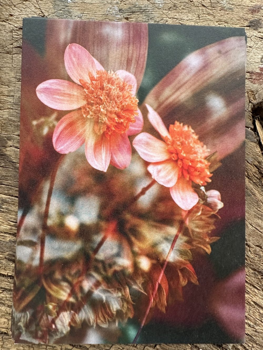 Carte A6 Fleur orangée