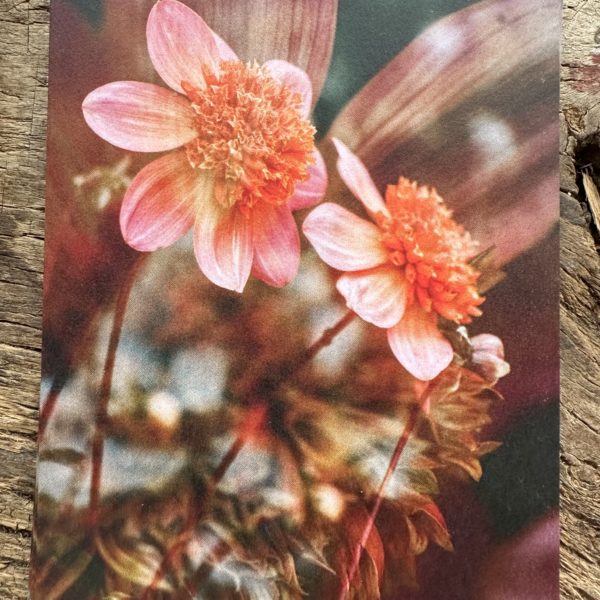 Carte A6 Fleur orangée