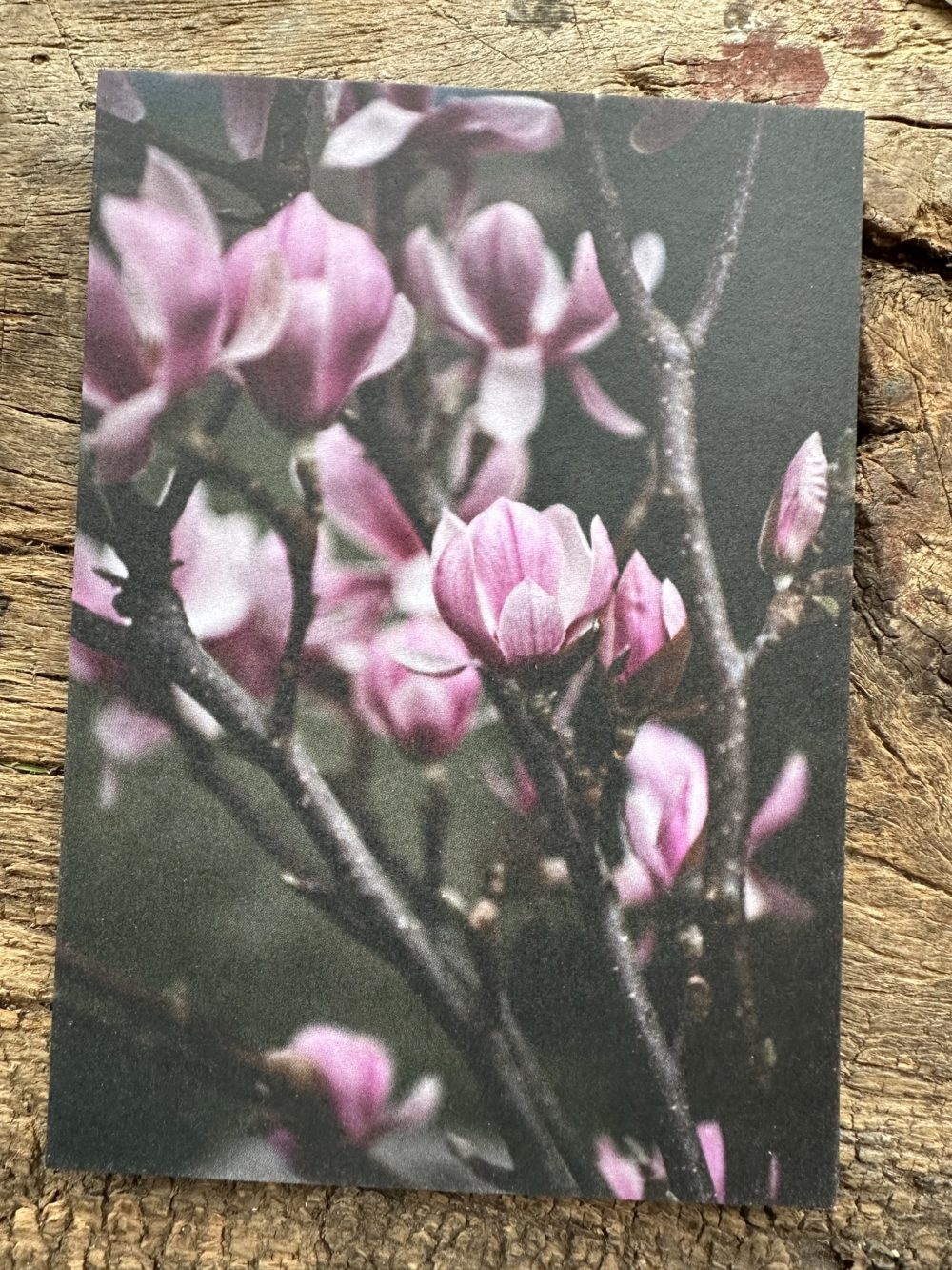 Carte A6 Magnolia