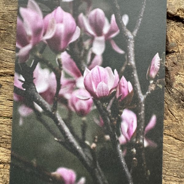 Carte A6 Magnolia