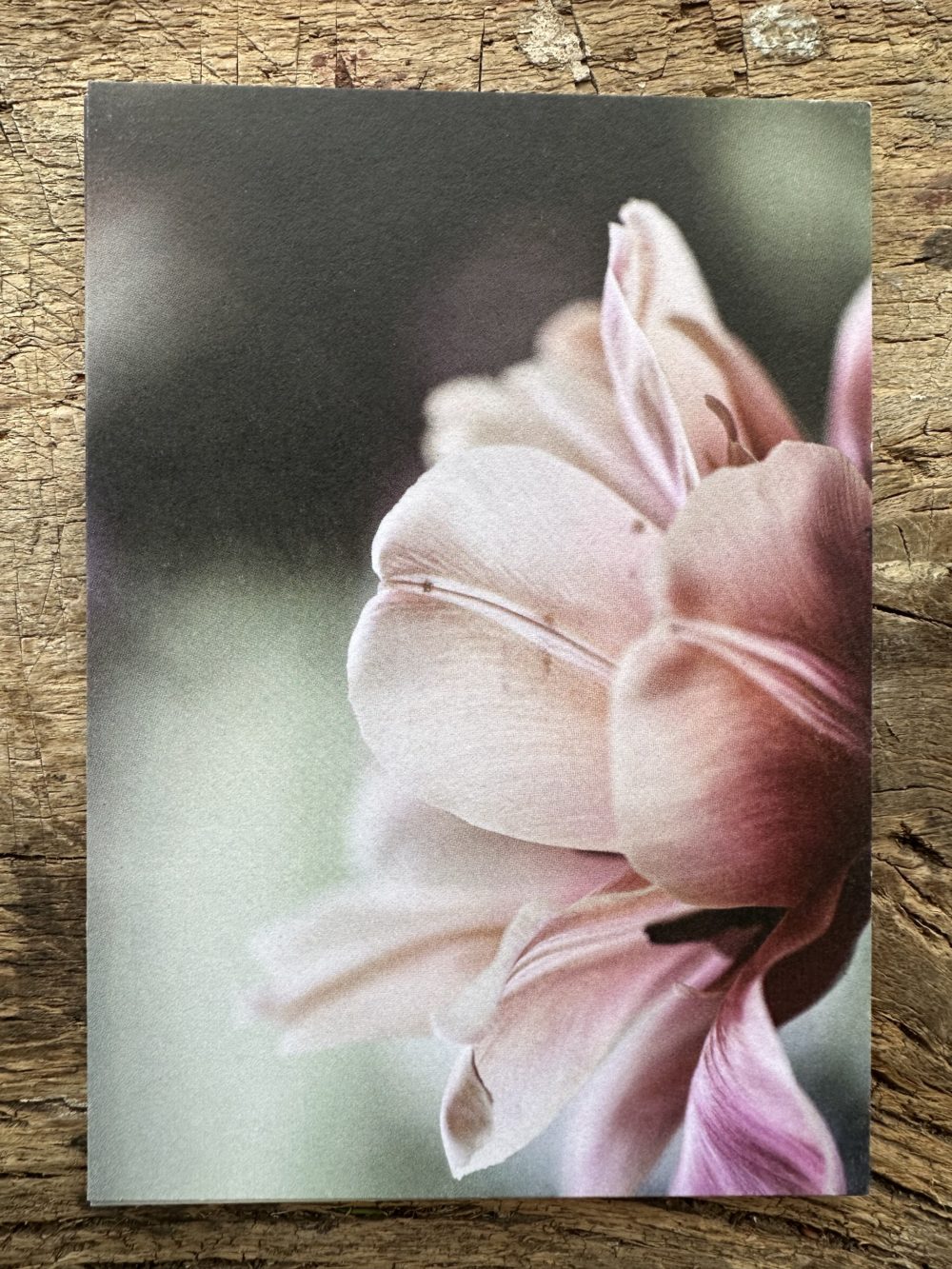 Carte A6 Tulipe