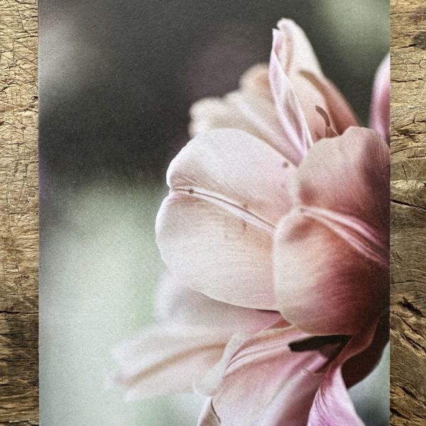 Carte A6 Tulipe