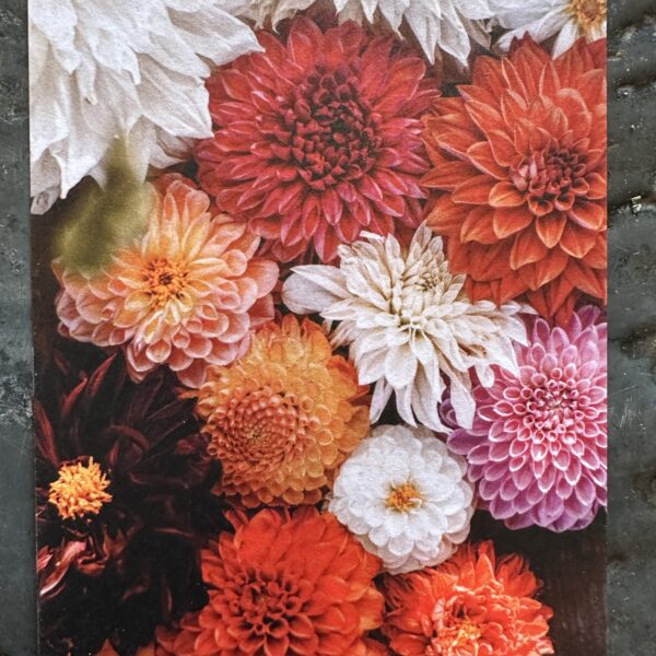 Carte A6 Dahlias colorés