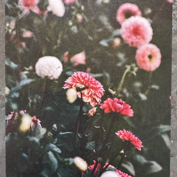 Carte A6 Dahlia sauvage