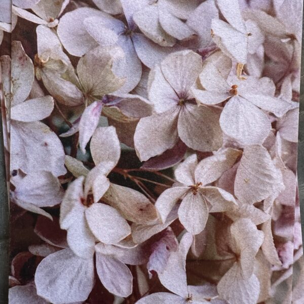 Carte A6 Hortensia