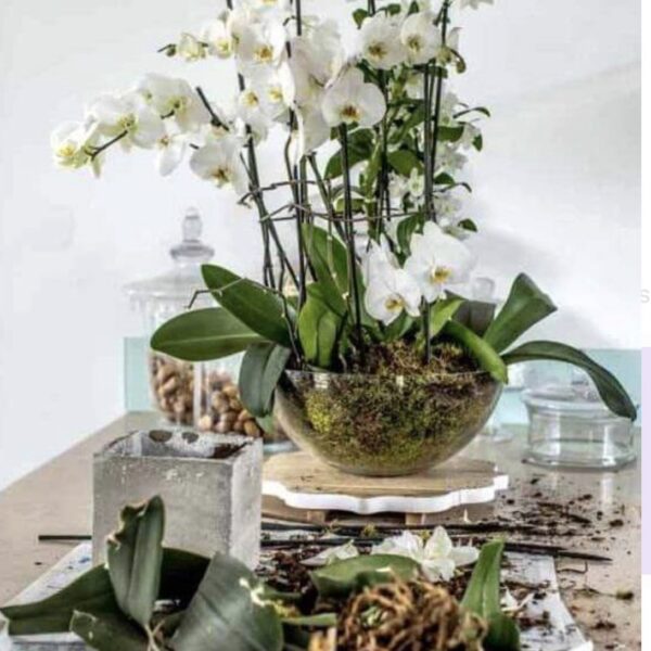 Plantation d’orchidée blanche